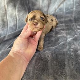 Todd-Cavapoo - male Cavapoo puppy in Atoka, Oklahoma from Boggy Depot Cavaliers & Friends