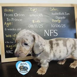 Orion - Dapple male Dachshund puppy in Hoquiam, Washington from Heyd's Mini Dachshunds