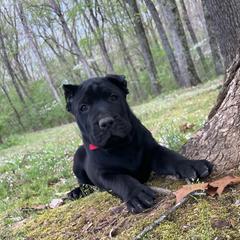 Walter (red collar) - Black Perro de Presa Canario puppy in Defiance, Missouri from Wounded Bear Presa Canario