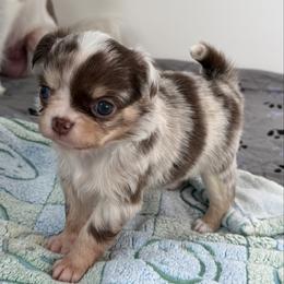 Ren - Merle male Chihuahua puppy in Newport Beach, California from Exotic City Pomeranians and chihuahuas