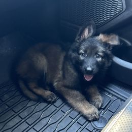 German Shepherd Puppies from Haus des Schutzes