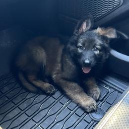 German Shepherd Puppies from Haus des Schutzes