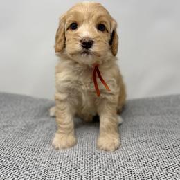 Opal - Caramel cream female Australian Labradoodle puppy in Sacramento, California from Little Farmstead Labradoodles
