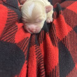 Lola - Brown female Cockapoo puppy in Paradise, Texas from 4W’s F2 Cockapoos