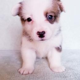 American Corgi and Pembroke Welsh Corgi Puppies from Whimsical Treasure Corgis