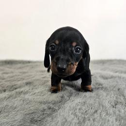 Black and tan female - Black and tan female Dachshund puppy in Belle Rive, Illinois from Akin's Miniature Dachshunds, LLC