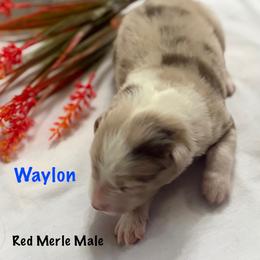 Waylon - Red merle male Miniature Australian Shepherd puppy in Florence, Arizona from Triangle H Ranch Aussies