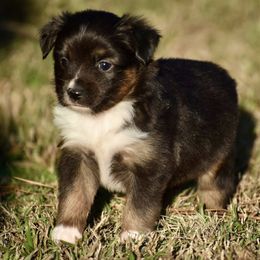 Bella - Black tri female Toy Australian Shepherd puppy in New Boston, Texas from Rhinestone Ranch