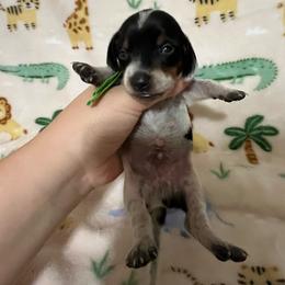 Dash - Piebald male Dachshund puppy in Springfield, Tennessee from Savannah’s Doxie Palace