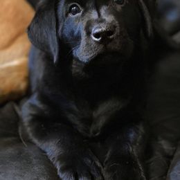 Labrador Retriever Puppies from Lonedove Kennels