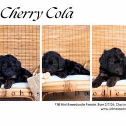 Cherry cola - Phantom female Bernedoodle puppy in North Royalton, Ohio from Johnson's Doodles
