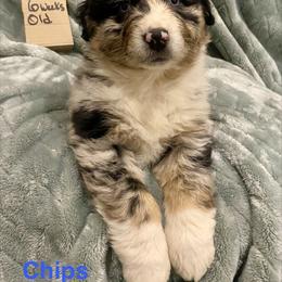 Chips - Blue merle male Australian Shepherd puppy in Wisconsin Dells, Wisconsin from Nicara kennel