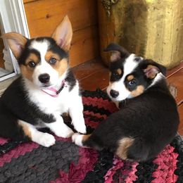Pembroke Welsh Corgis from Roger Rosa Kennel