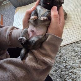 Jack - Sable male Tibetan Spaniel puppy in Billings, Montana from Embershine Tibetan Spaniels