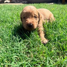 Guss - male Goldendoodle puppy in Yukon, Oklahoma from Silver Barn Doodles