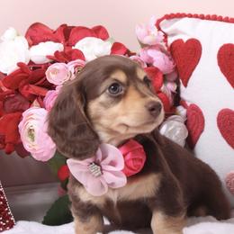 Daphanie Chocolate and Cream Female - Chocolate and cream female Dachshund puppy in Woodbine, Georgia from Walker's Minidachs