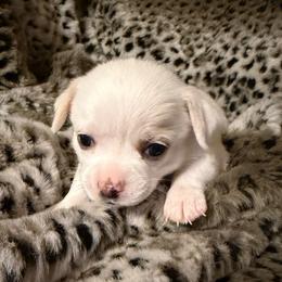 AKC Ian 3000 - Cream and white male Chihuahua puppy in Rowlett, Texas from Sugar Cookie Chihuahuas