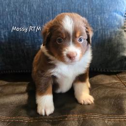 Mossy - Red tri male Miniature Australian Shepherd puppy in Paris, Texas from Blue Envy Mini Aussies