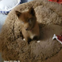 German Shepherd and Siberian Husky Puppies from Rose Trail Siberian’s