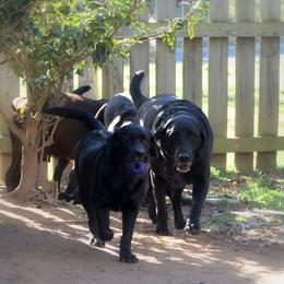 Labrador Retriever All Grown Up from EverOak Labradors