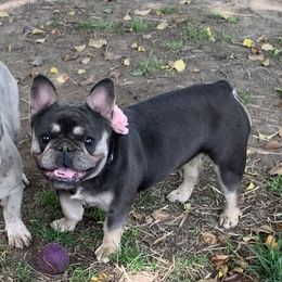 Issy - French Bulldog
