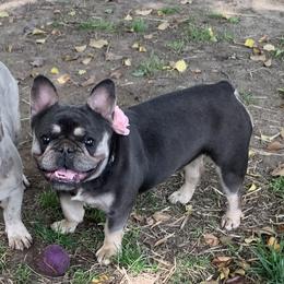 Issy - French Bulldog