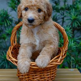 Black collar - Apricot male Goldendoodle puppy in Palmetto Bay, Florida from SOMIDOODLES