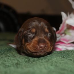 Girl 2 - Chocolate and tan female Dachshund puppy in Windsor, Colorado from Murry’s minis