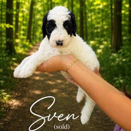 Sven - Parti male Poodle puppy in Washington, Pennsylvania from Patriotic Poodles
