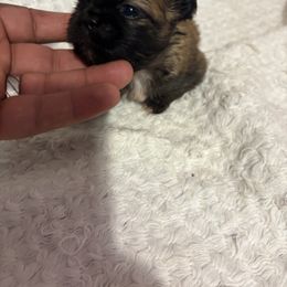 Pekingese and Poodle Puppies from Dogs lovers