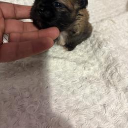 Pekingese and Poodle Puppies from Dogs lovers
