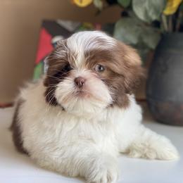 Boy 3 Gucci - Liver and white male Shih Tzu puppy in Troy, Michigan from "Shihtzu Best Friend"