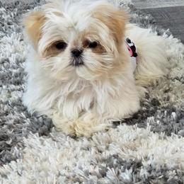 Shih Tzu Puppies from 🩷ViviDreamyShihtzus🩷