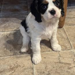 Cavalier King Charles Spaniel Puppies from Queen City Cavaliers
