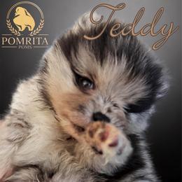 Teddy - Blue merle male Pomeranian puppy in North Port, Florida from POMRITA POM’S