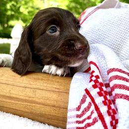 Huckleberry AKC - Piebald male Dachshund puppy in Hendersonville, North Carolina from Snarky Doxy Miniature Dachshunds