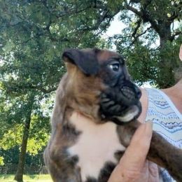 Boxer Puppies from Whynot Blue Ridge Mountain Boxer's