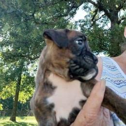 Boxer Puppies from Whynot Blue Ridge Mountain Boxer's