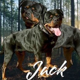 Jack - Rottweiler