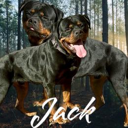 Jack - Rottweiler
