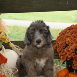 Australian Shepherd, Goldendoodle, and Poodle Puppies from 5AFarms