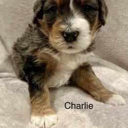 Charlie - Merle male Bernedoodle puppy in Sandy, Oregon from MC Doodles