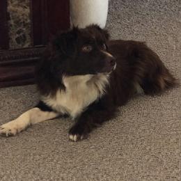Suzie - Australian Shepherd