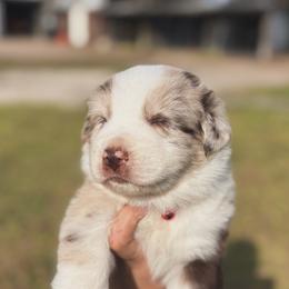 Teddy ASDR - Red merle male Australian Shepherd puppy in Orlando, Florida from Skaky Shepherds