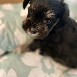 Miniature Schnauzer Puppies from Schnauzers on Robinson Lane