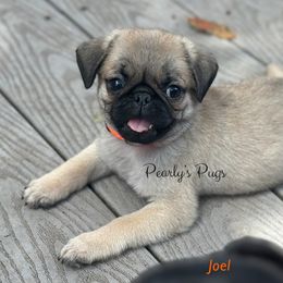 Joel - Fawn male Pug puppy in Summerville, Georgia from Pearly’s Pugs & Pollywog Poodles