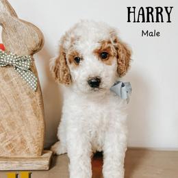 Harry - Parti male Goldendoodle puppy in Hilton, New York from The House of Goldendoodle