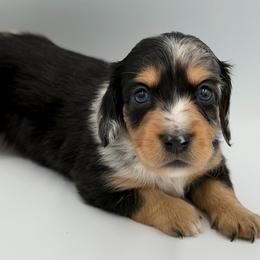 Dapple Boy - Dapple male Dachshund puppy in North Branch, Michigan from Doxie View Acres