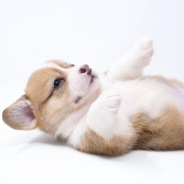 Flicka (Green Collar) - Health Tested Parents - Red female Pembroke Welsh Corgi puppy in Sacramento, California from Limitless Huskies