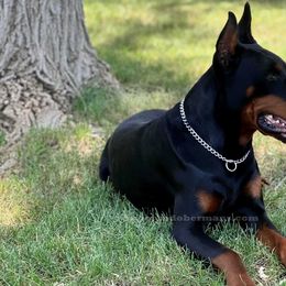 Doberman Pinschers from European Dobermans